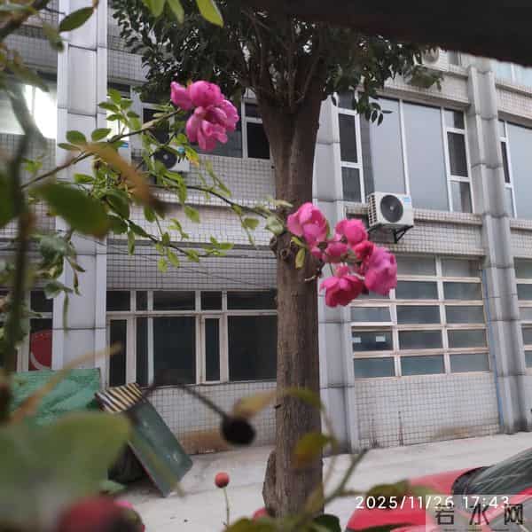 七律 感恩节前日重尘