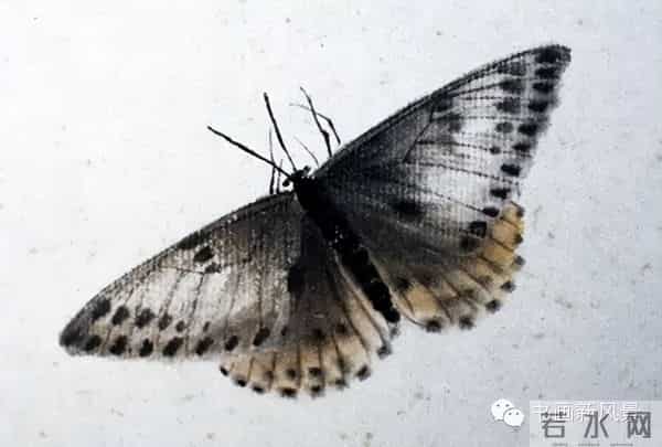 白石老人绝美草虫大荟萃，实在是太养眼啦！