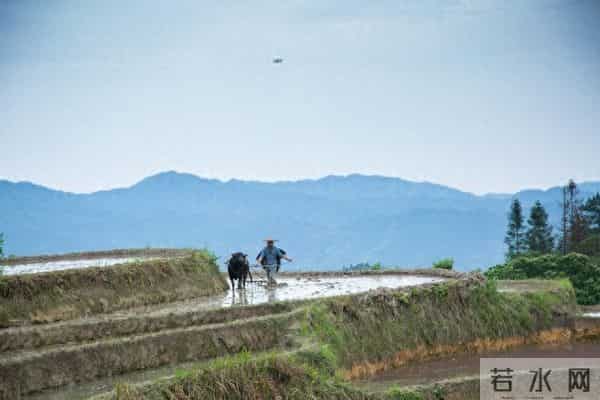 拉帮套的男人——（255）得到真心