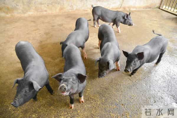 属猪的朋友，别傻了！对你最好的人，往往被你忽略了