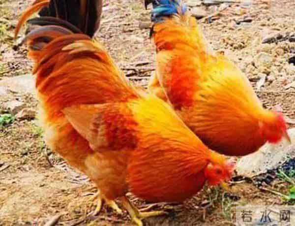 炸裂！11.27属鸡人运势大揭秘，吉时封神+偏财彩蛋，错过等一年！