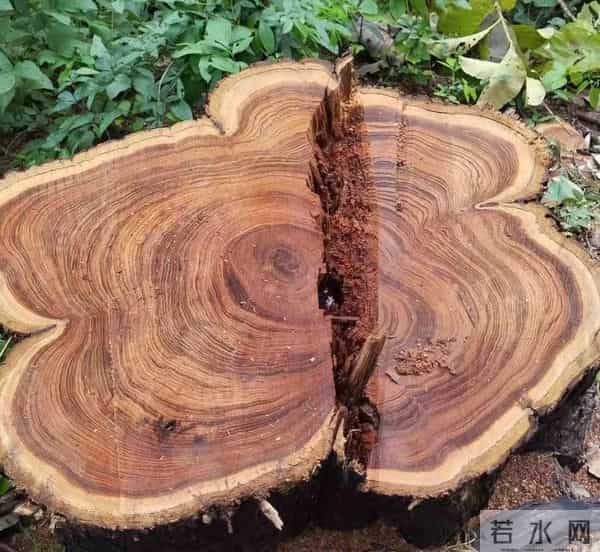 谁说农村的“杂木”没用，它们可都是宝贝