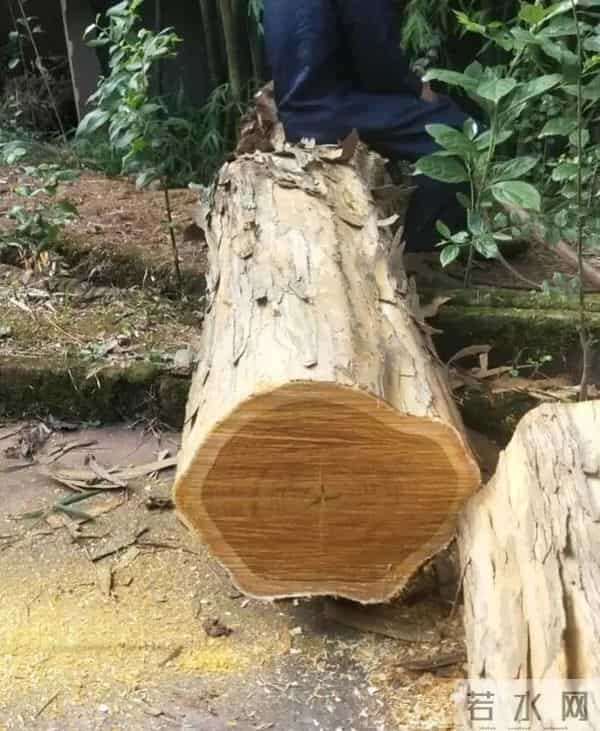 谁说农村的“杂木”没用，它们可都是宝贝