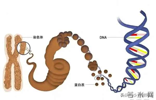 生男生女是随机还是注定？看古人智慧与现代科学的解读