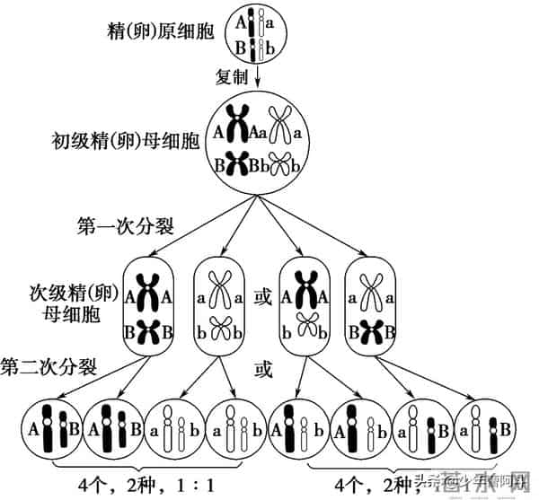 生男生女是随机还是注定？看古人智慧与现代科学的解读