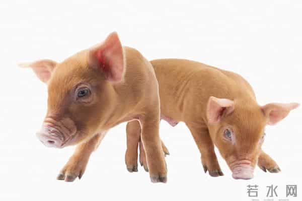 生肖猪：人生中重要的日子！