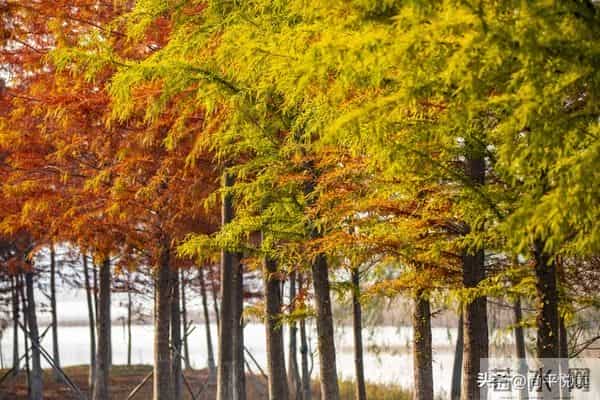 散文：浅冬素笺，雪落人间