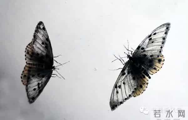 白石老人绝美草虫大荟萃，实在是太养眼啦！