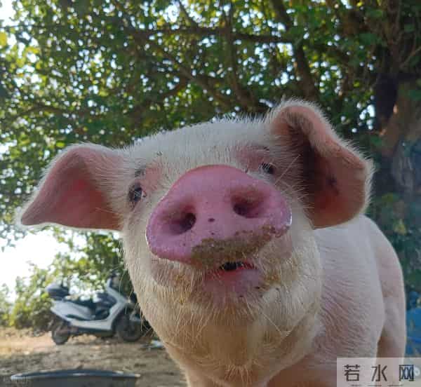 树大招风！属猪人自己太好了而容易遭人嫉妒，有时候难免出现麻烦