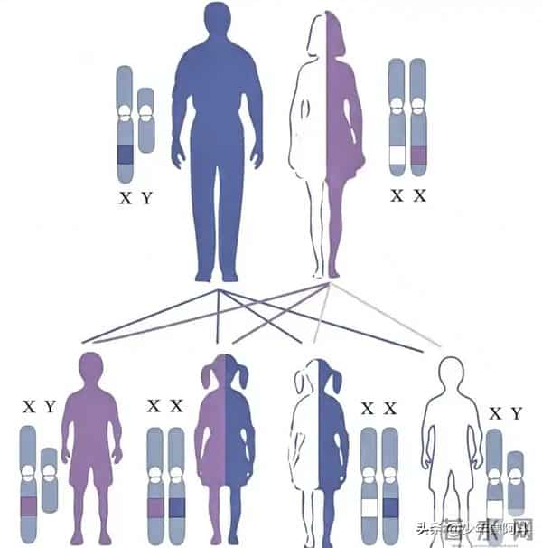 生男生女是随机还是注定？看古人智慧与现代科学的解读