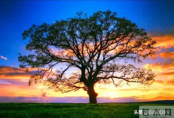 余秀华再出新作，题目雷人，可诗真的好，一读让人倍觉惊艳、叹服