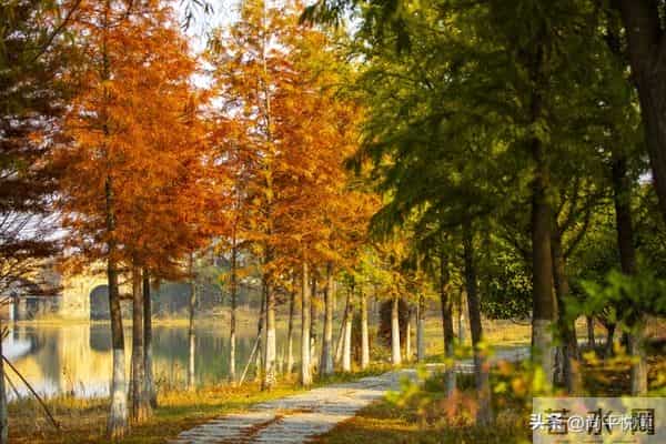 散文：浅冬素笺，雪落人间