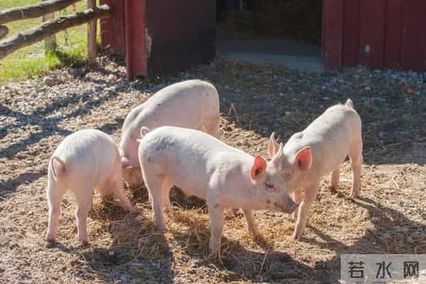 属猪的朋友，别傻了！对你最好的人，往往被你忽略了