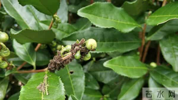 “最怕十月初八晴”，今日十月初八恰逢感恩节，晴天有啥怕的呢？