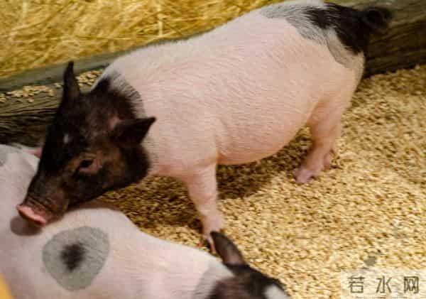 属猪的朋友，别傻了！对你最好的人，往往被你忽略了