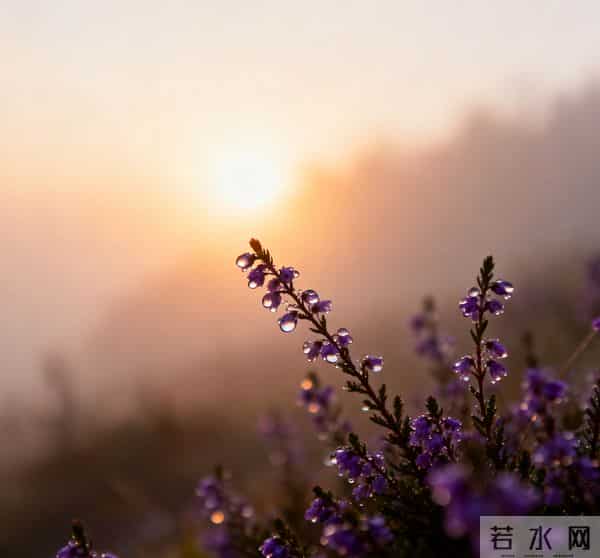 40首婉约风格的七言绝句，揽烟霞草木，藏人间温柔情长