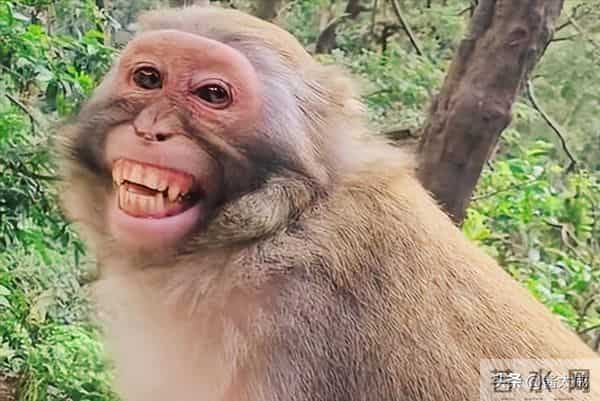 属猴的人爱玩 却藏最重心事 嘴上无所谓心里全记着 爱起来像火也像风