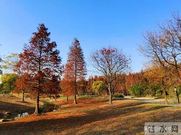 散文：浅冬素笺，雪落人间