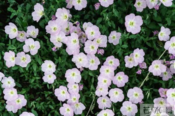 今日爆款文章：《月尾轻吟：于辞旧中寻新生的诗意》