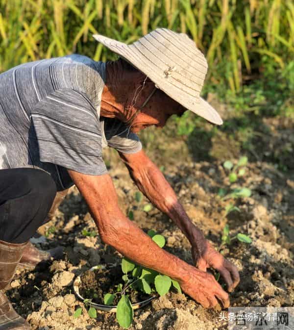 杨柳（原创）诗词文联《晨露印心痕》