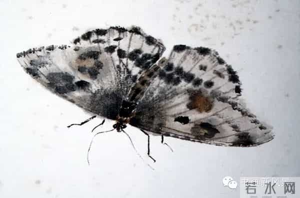 白石老人绝美草虫大荟萃，实在是太养眼啦！