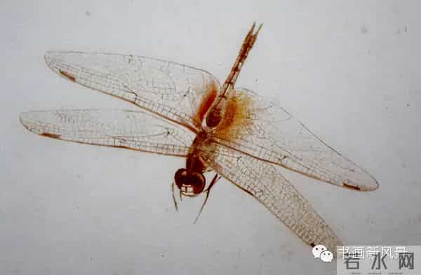 白石老人绝美草虫大荟萃，实在是太养眼啦！