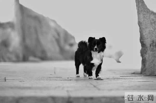 生肖狗注意！提升财运赚大钱，一定要多去三个地方，多多聚财