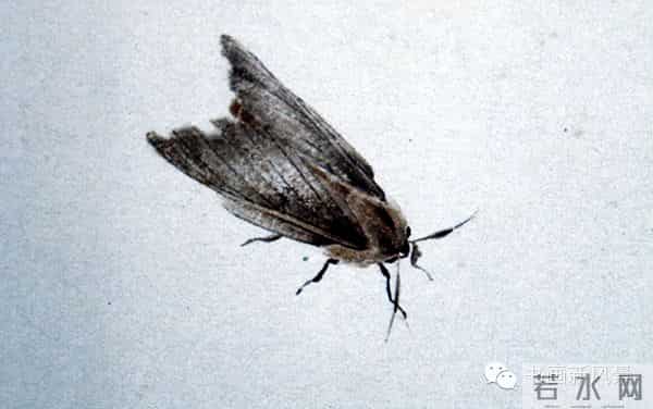 白石老人绝美草虫大荟萃，实在是太养眼啦！