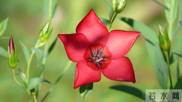 11月28日星期五，属猴，事业节节旺！