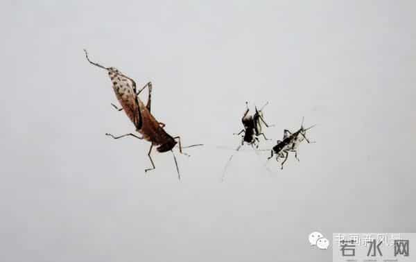 白石老人绝美草虫大荟萃，实在是太养眼啦！