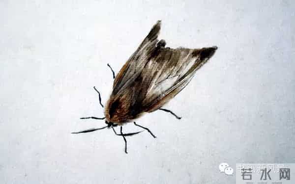 白石老人绝美草虫大荟萃，实在是太养眼啦！