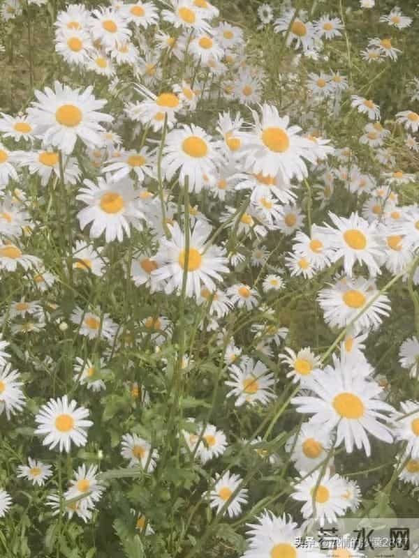 命运的转折（短篇小说）