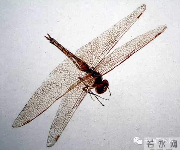 白石老人绝美草虫大荟萃，实在是太养眼啦！