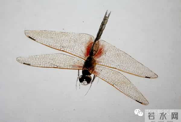 白石老人绝美草虫大荟萃，实在是太养眼啦！