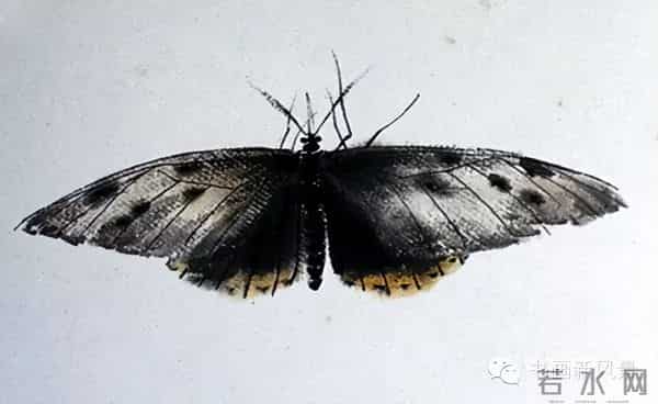 白石老人绝美草虫大荟萃，实在是太养眼啦！