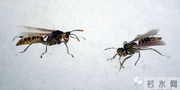 白石老人绝美草虫大荟萃，实在是太养眼啦！