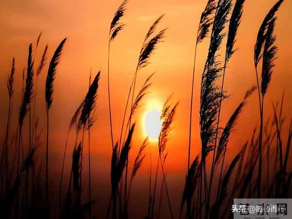 卜算子《不识流年景》词-张毅