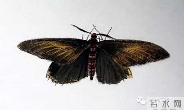 白石老人绝美草虫大荟萃，实在是太养眼啦！