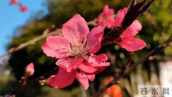 属龙人牵手这3个生肖,一辈子不离不弃,晚年幸福美满!