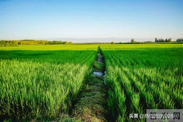 命运的转折（短篇小说）