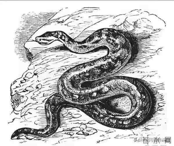 穷书生寻找亡妻，蟒蛇出手相助，亡妻说出了实情