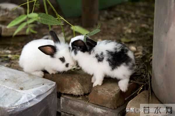 属兔人注意！未来3天，老天爷要把你这些年吃的亏连本带利还回来