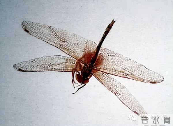 白石老人绝美草虫大荟萃，实在是太养眼啦！