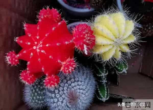 玉楼春 古名曲之四《胡笳十八拍》（外两首）