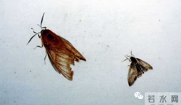 白石老人绝美草虫大荟萃，实在是太养眼啦！