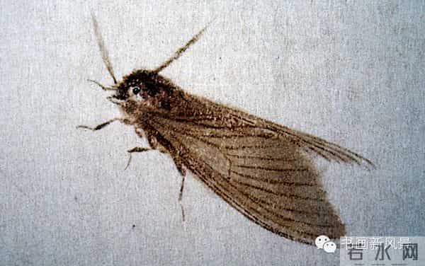 白石老人绝美草虫大荟萃，实在是太养眼啦！