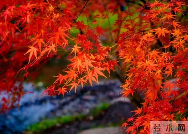 宋代诗人徐积的六首经典小诗，不见故人弥有情，一见故人心眼明。