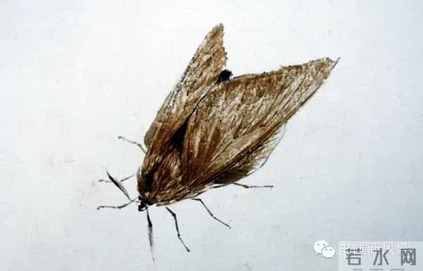 白石老人绝美草虫大荟萃，实在是太养眼啦！