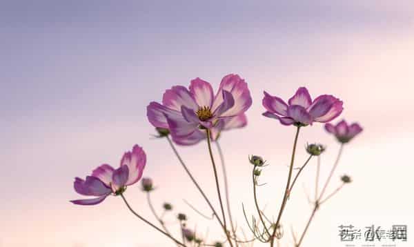 关东风雪情——沉闷的日子（120）