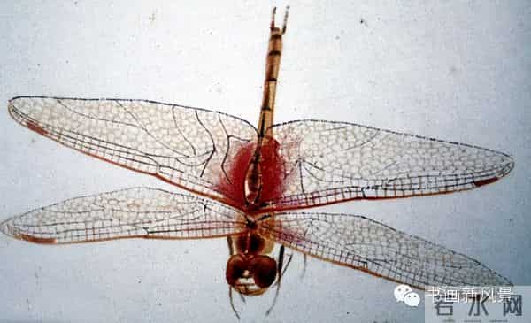 白石老人绝美草虫大荟萃，实在是太养眼啦！